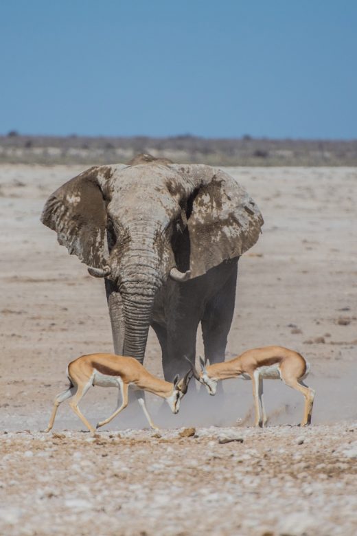 elephant springboks