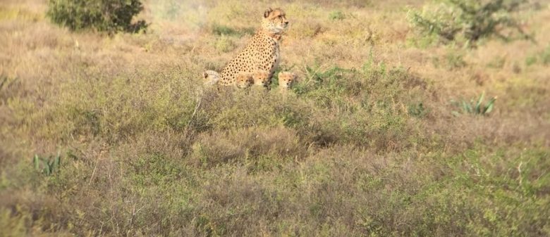 cheetah tracking