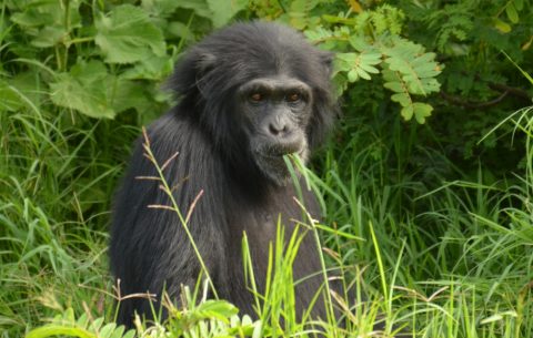Kenya Gorilla