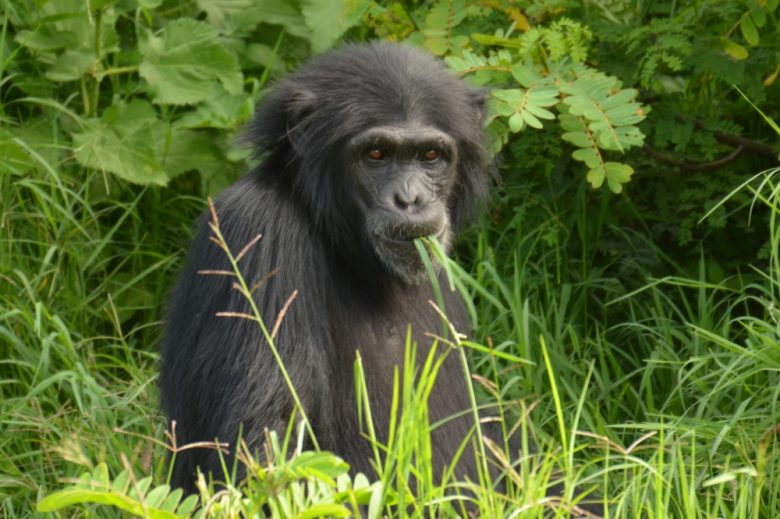 Kenya Gorilla