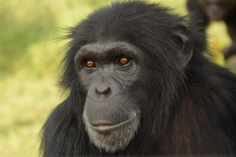 Kenya Gorilla 2