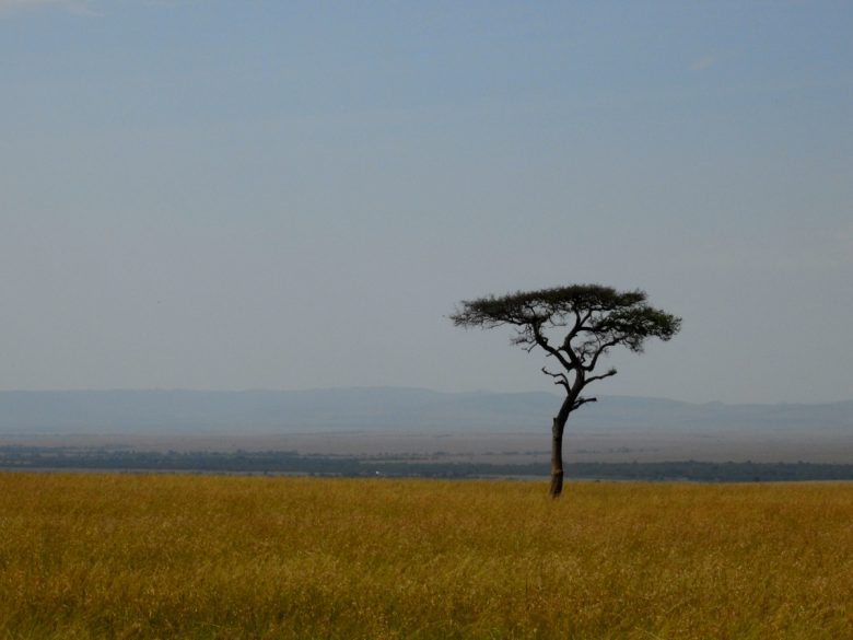 Kenya grasslands