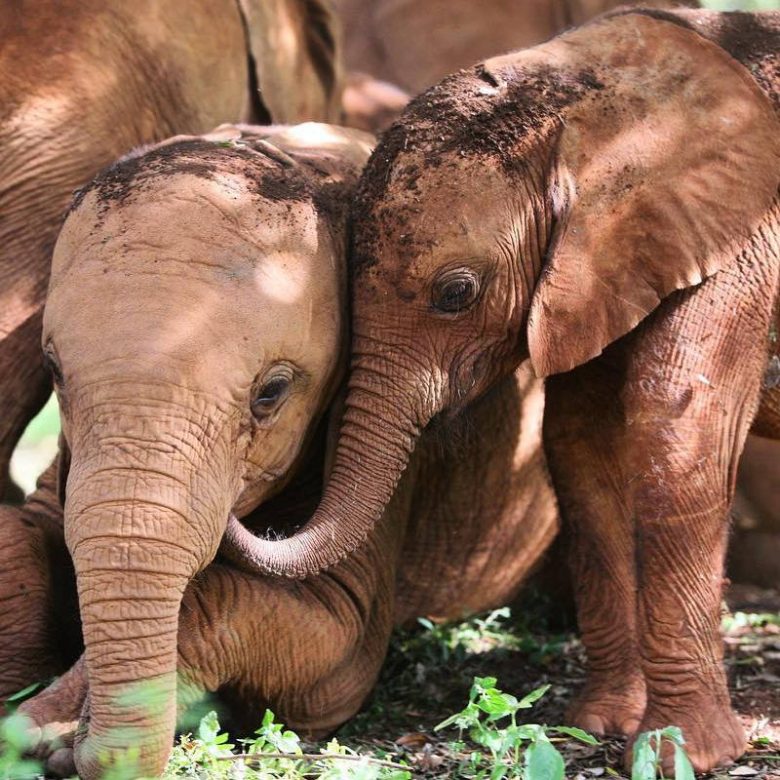 nairobi national park elephants