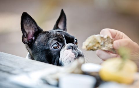 dog-friendly-restaurants-south-africa