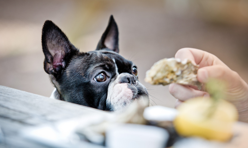 dog-friendly-restaurants-south-africa