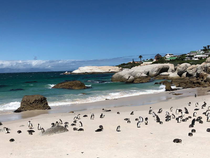 boulders-beach-cape-town