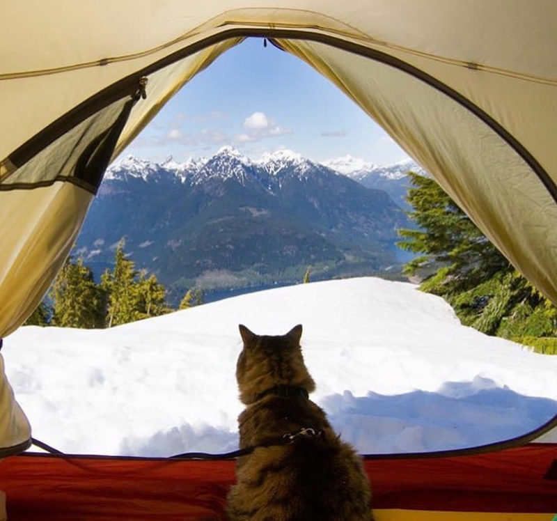 camping with cats