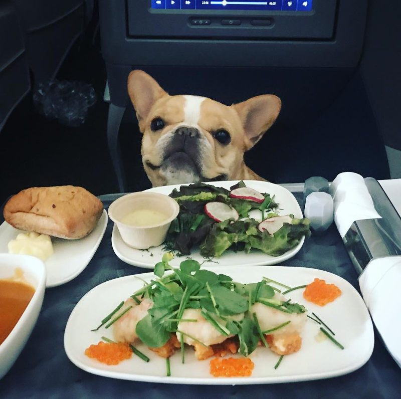 dog on plane