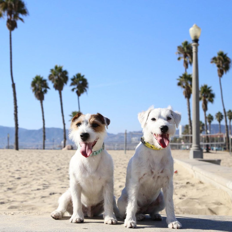 dogs on beach