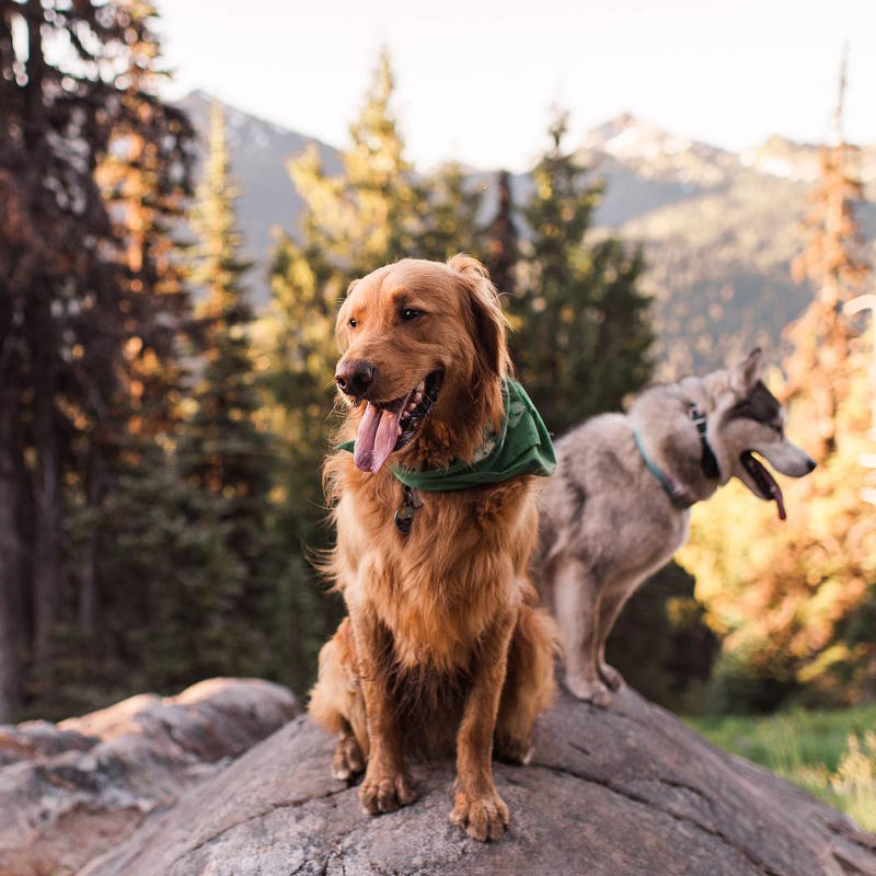 dogs in forest