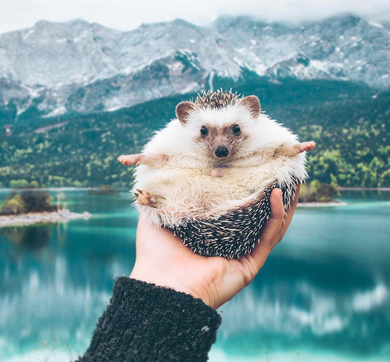 pet hedgehog