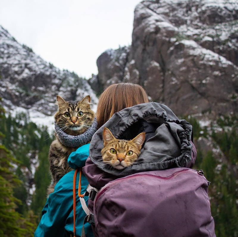 hiking with cats