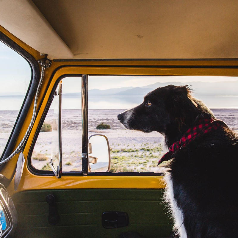 dog in camper van