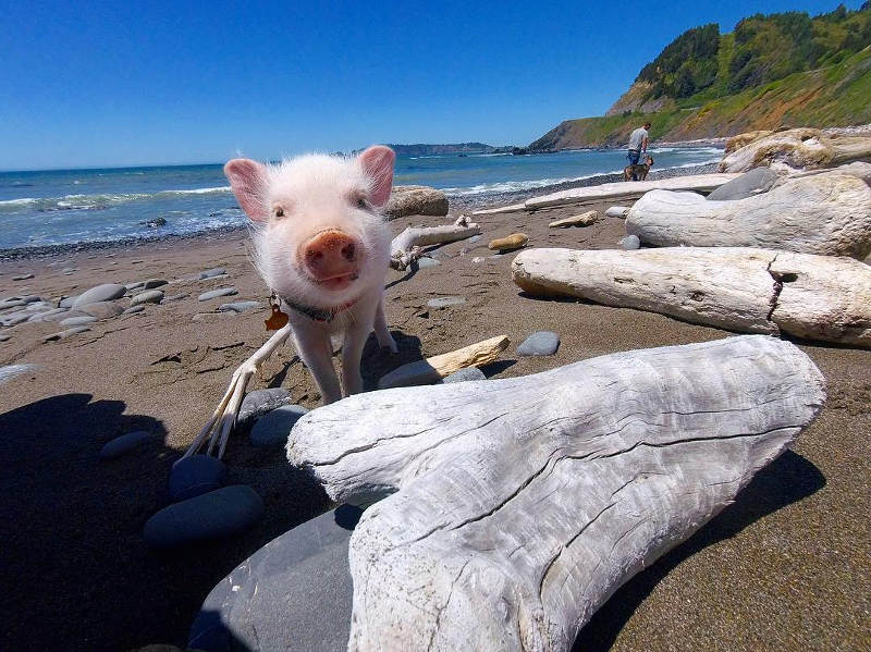 pig on beach