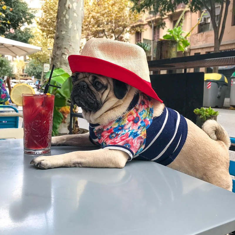 pug