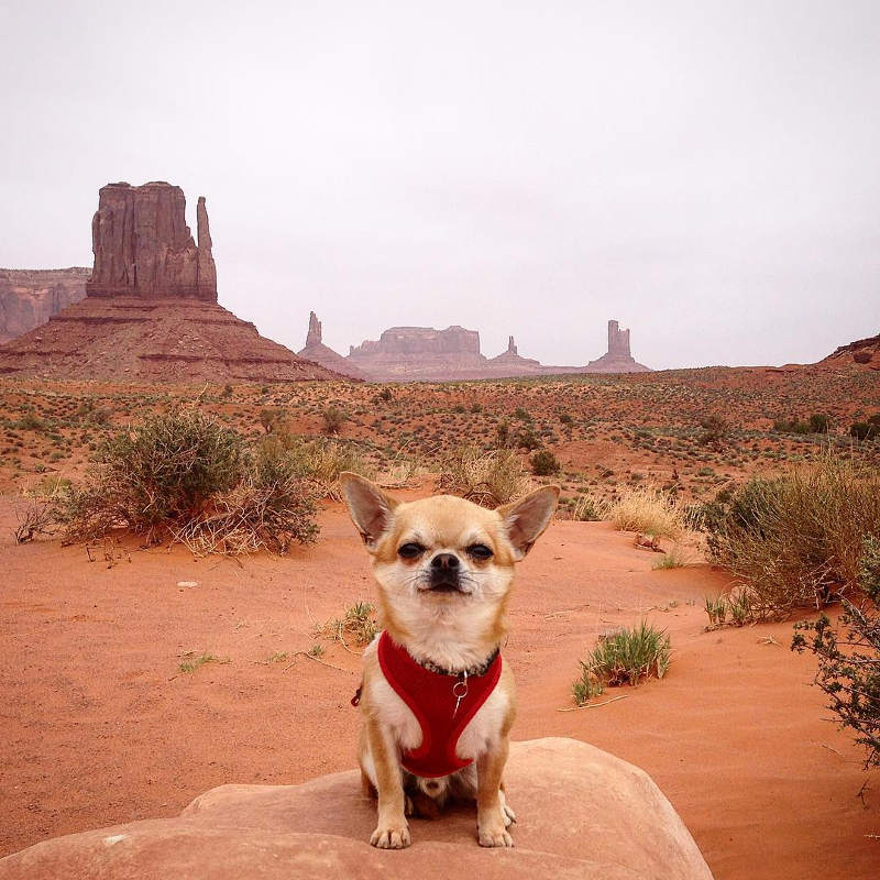 small dog in arizona