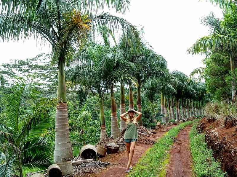 tropical walks - mauritius