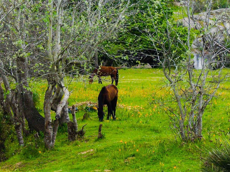 mamre horses west coast