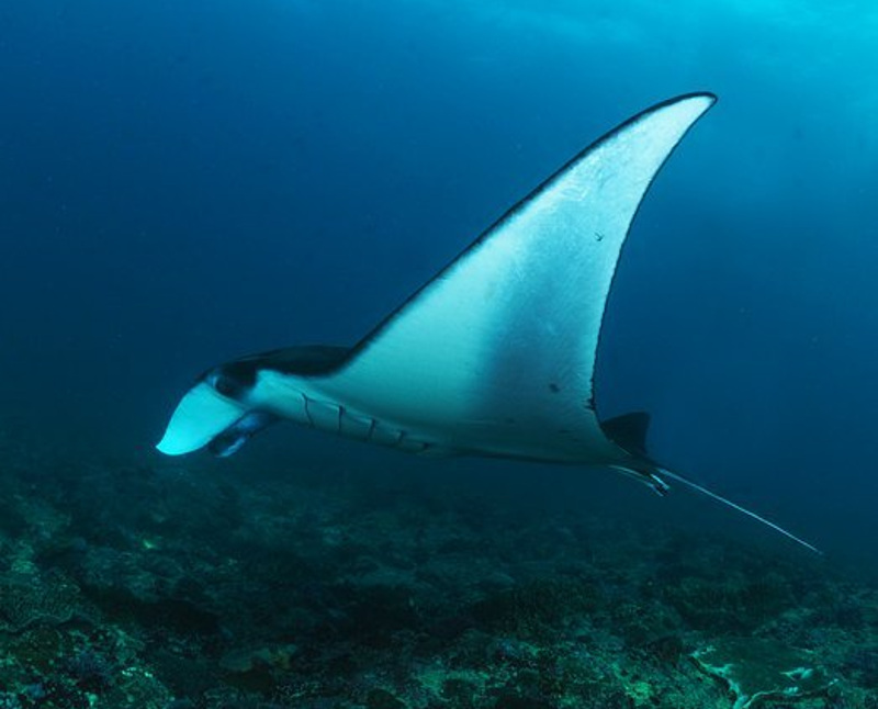 manta ray