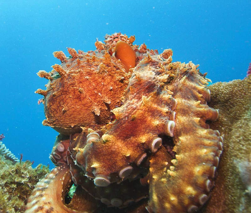 octopus on reef