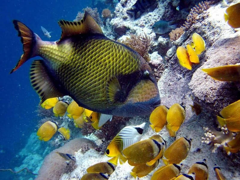 tropical fish on reef