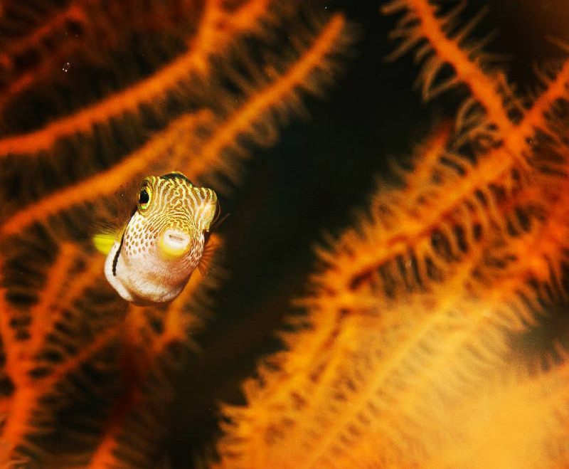 fish on coral reef