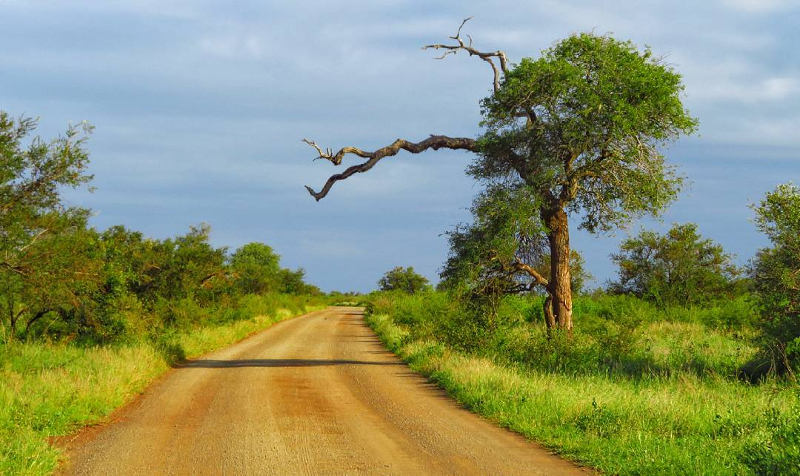 kruger park africa