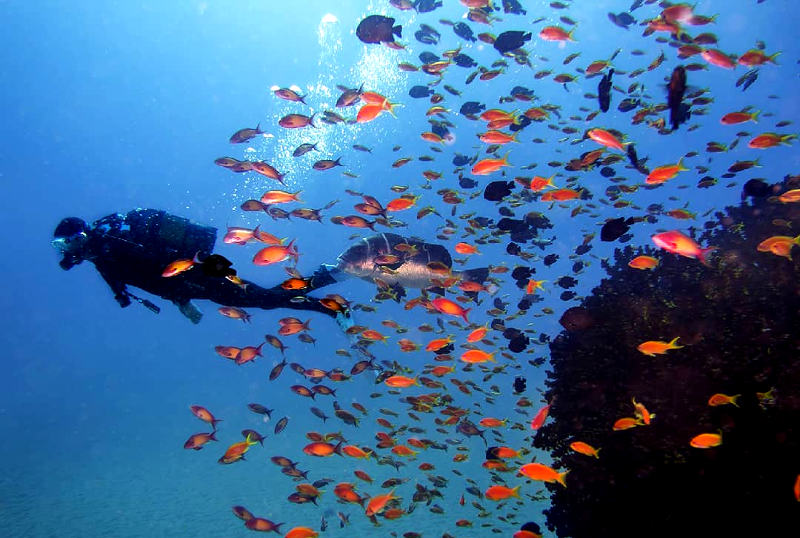 sodwana dive africa