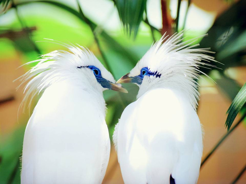 Bali Mynas