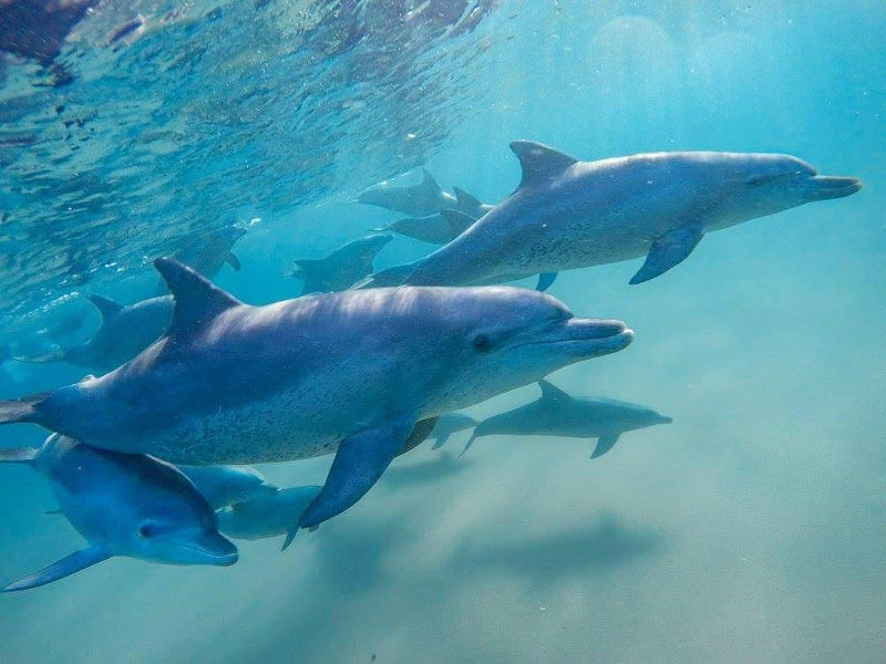 dolphins in mozambique