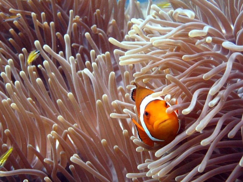 visit-phuket-find-nemo