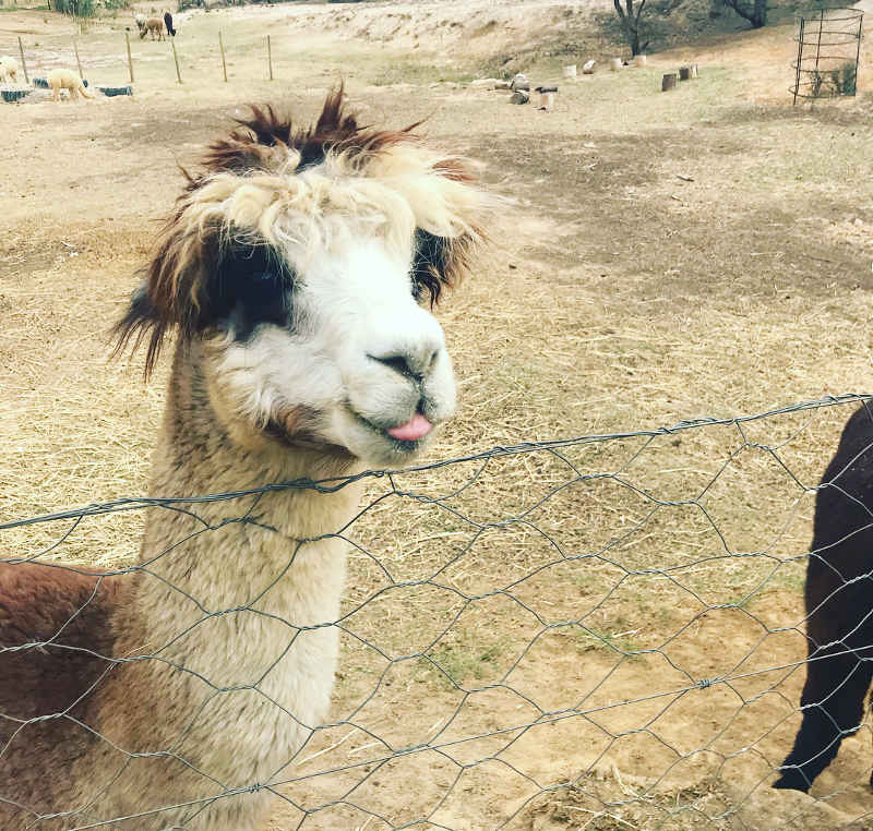 alpacas south africa