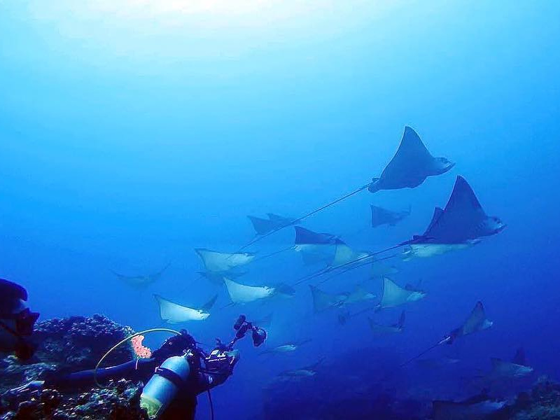 best diving in mauritius