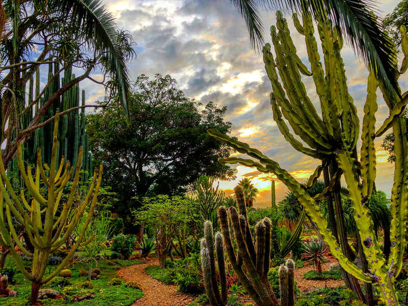 karoo cacti