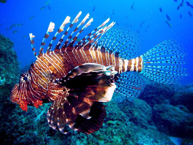 best diving in mauritius