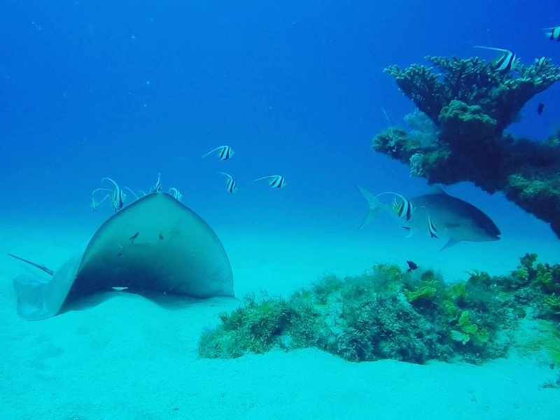best diving in mauritius
