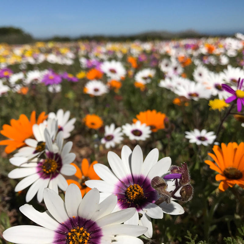 west coast flowers