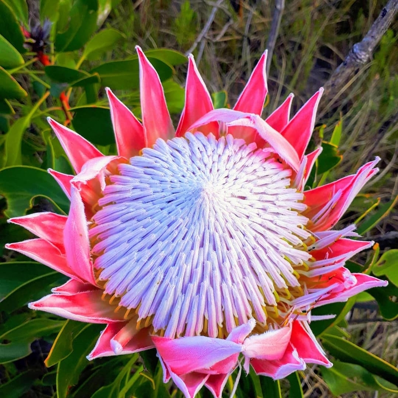 hiking protea