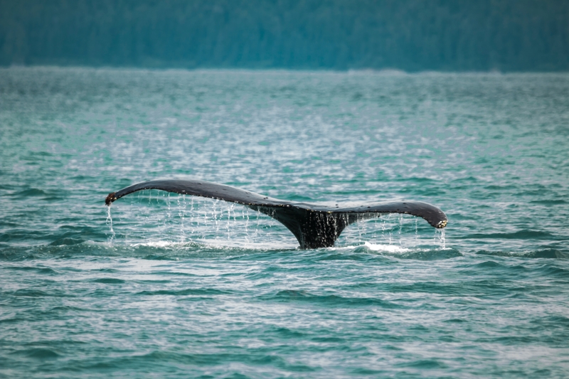 hiking whale spotting