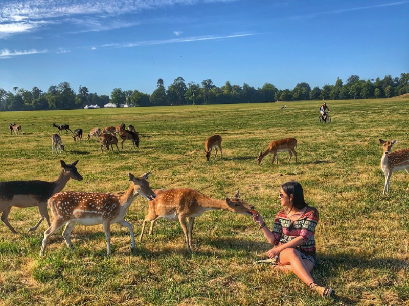 Phoenix Park Dublin