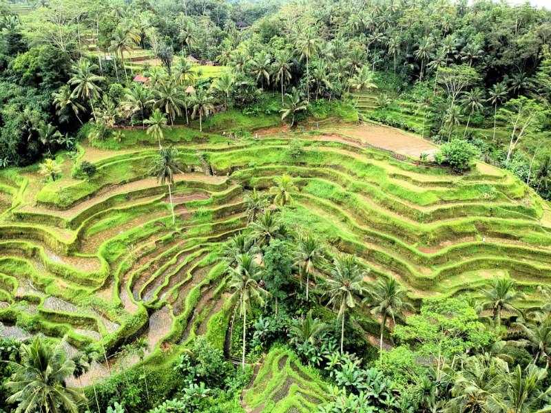 Tegallalang Rice Terraces