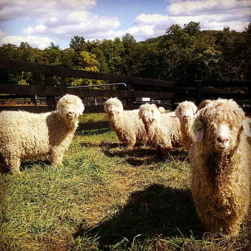 visit port elizabeth angora sheep