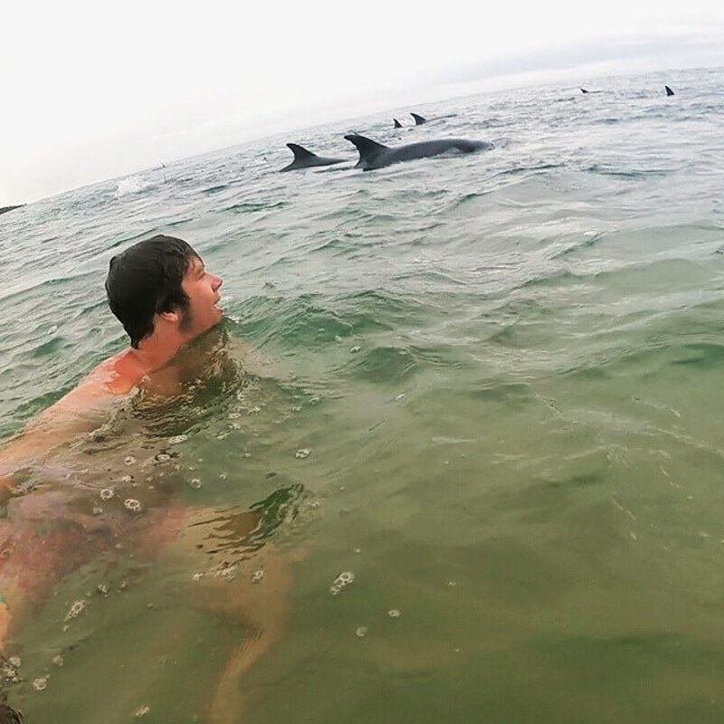 visit port elizabeth bottlenose dolphins