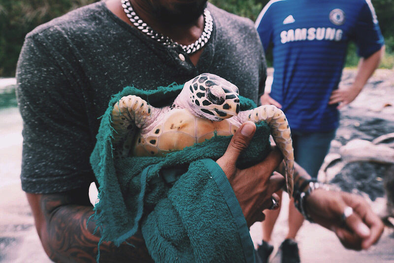 volunteer with turtles