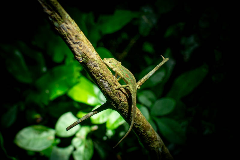 St Lucia weekend chameleon