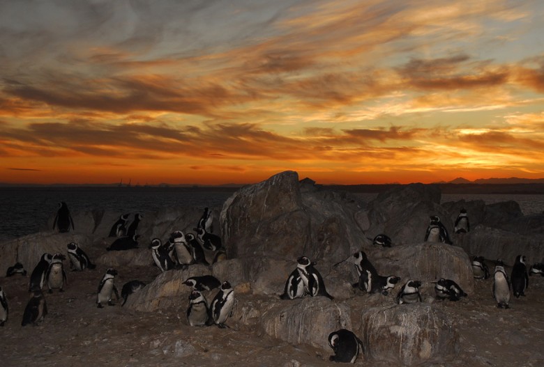 African Penguin St Croix things to do in port elizabeth