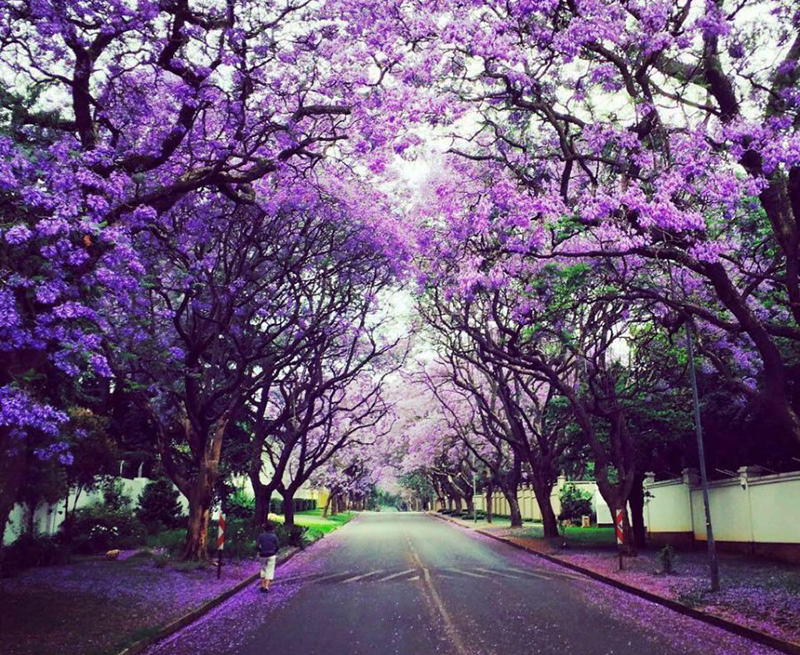 walking Joburg