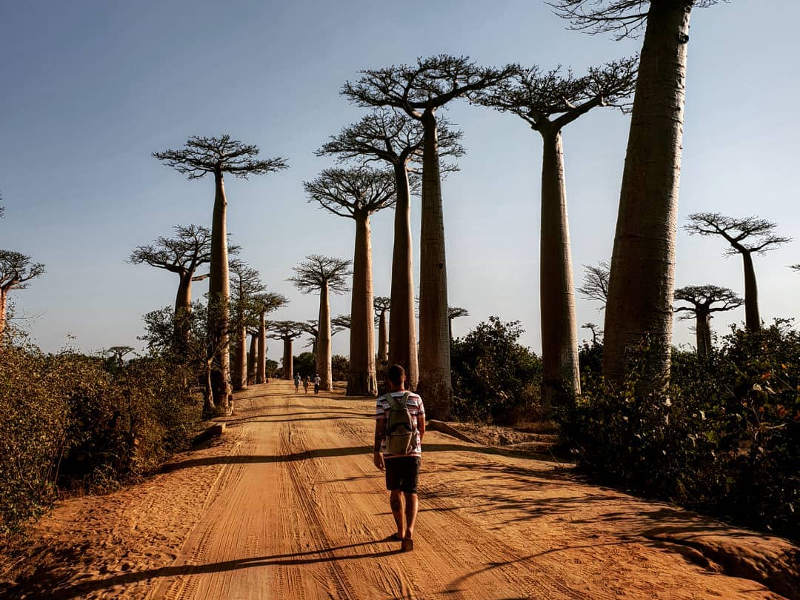 Baobab Trees Madagascar