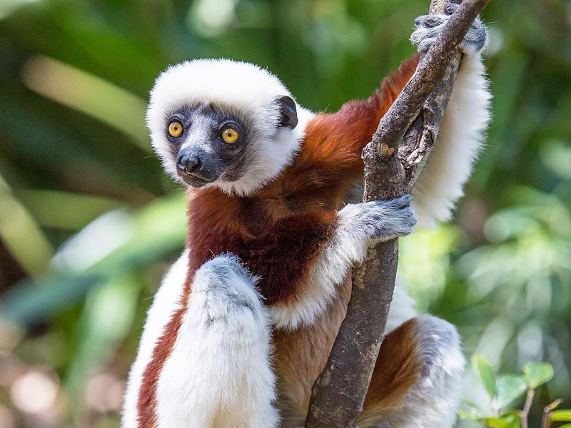 Lemurs Madagascar