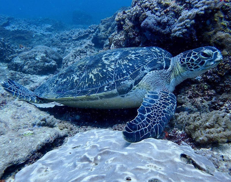 kenya beaches